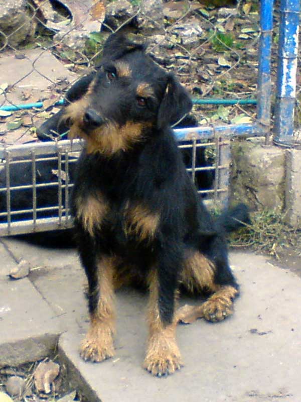 Britta